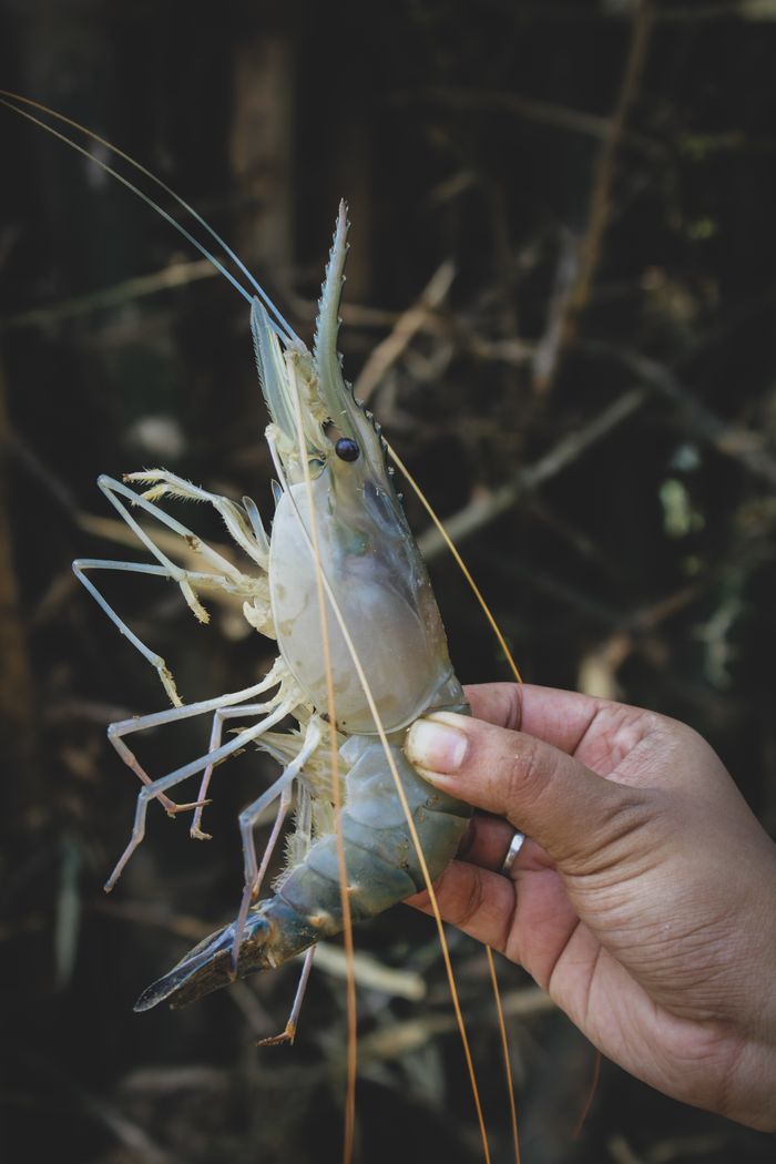 A large shrimp being held in hand, showcasing its details. Captured outdoors in Odisha.