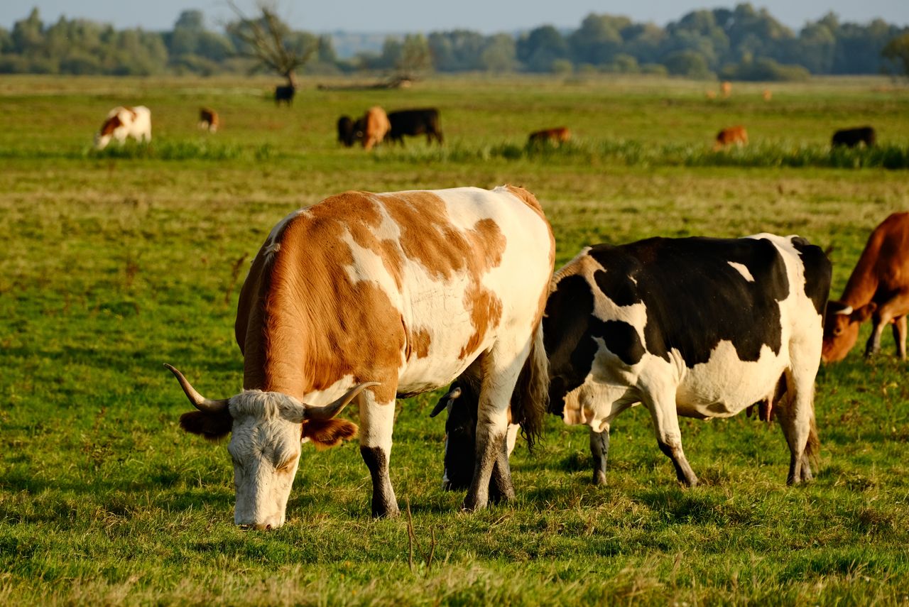 Cows grazing in a lush green field on a sunny day, showcasing rural farm life.