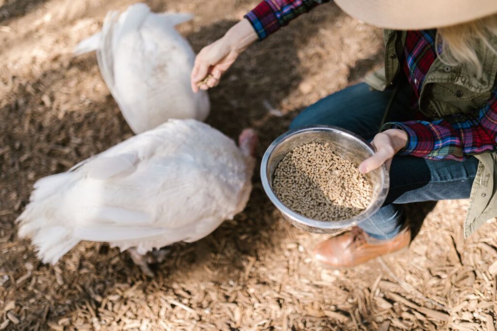 A farmer feeds white turkeys outdoors on a sunny day, illustrating rural life and animal care.